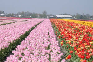 tulpen036.jpg